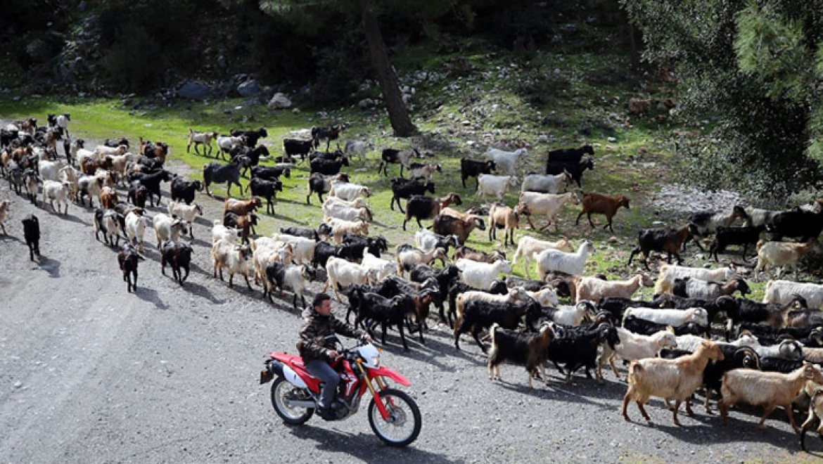 Bodrum'un 'teknolojik çobanı' sürüsünü 'drone' ile takip ediyor
