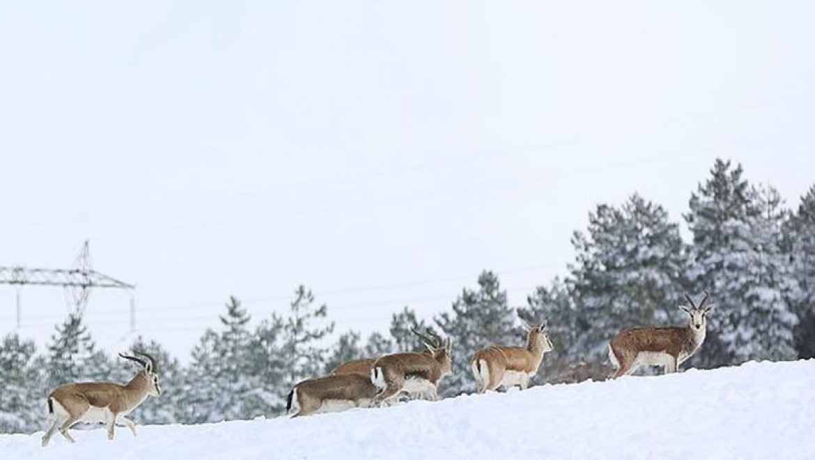 Türkiye'nin İlk Fauna Tanıtım Alanında Kış Güzelliği