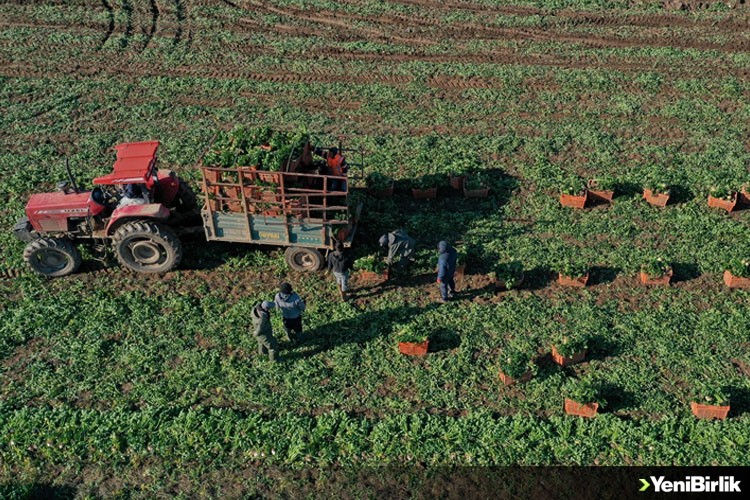 Türkiye'nin kışlık sebze üretim merkezi İzmir'de hasat yoğunluğu
