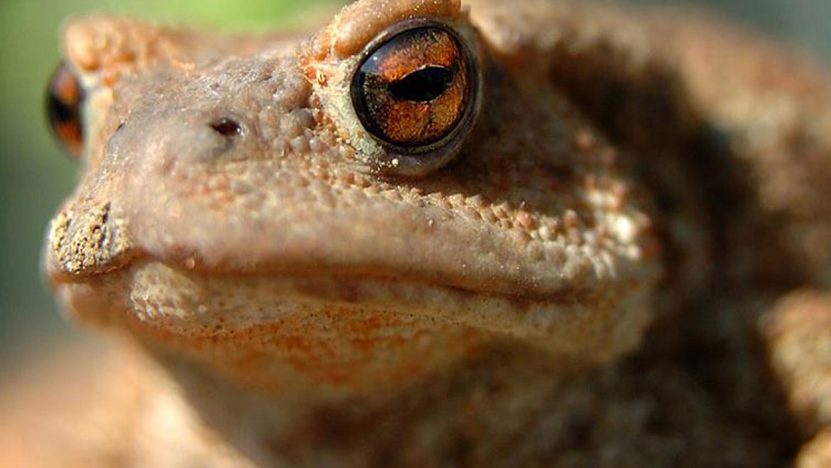 Hindistan'da yeni kurbağa türleri keşfedildi