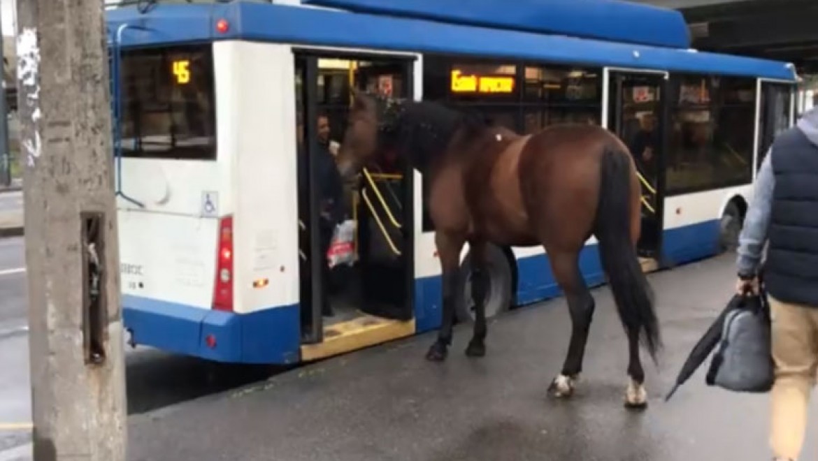 Otobüs bekleyen at görenleri şaşırttı