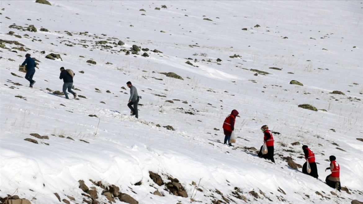 Ağrı'da yabani hayvanlar için karlı dağlara yem bırakıldı