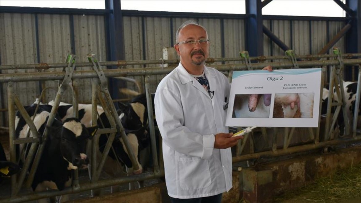 Hayvanlarda süt verimini etkileyen meme siğillerine karşı geliştirilen yerli merhemin üretimine başlandı