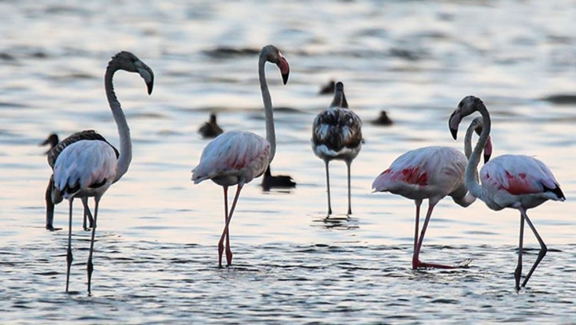 Kuraklık, Van Gölü Havzası'nda konaklayan flamingoların yaşam alanlarını değiştirdi