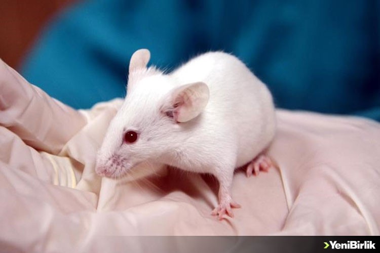 Genç farelerin omurilik sıvısı yaşlı farelerde hafıza fonksiyonunu artırabilir