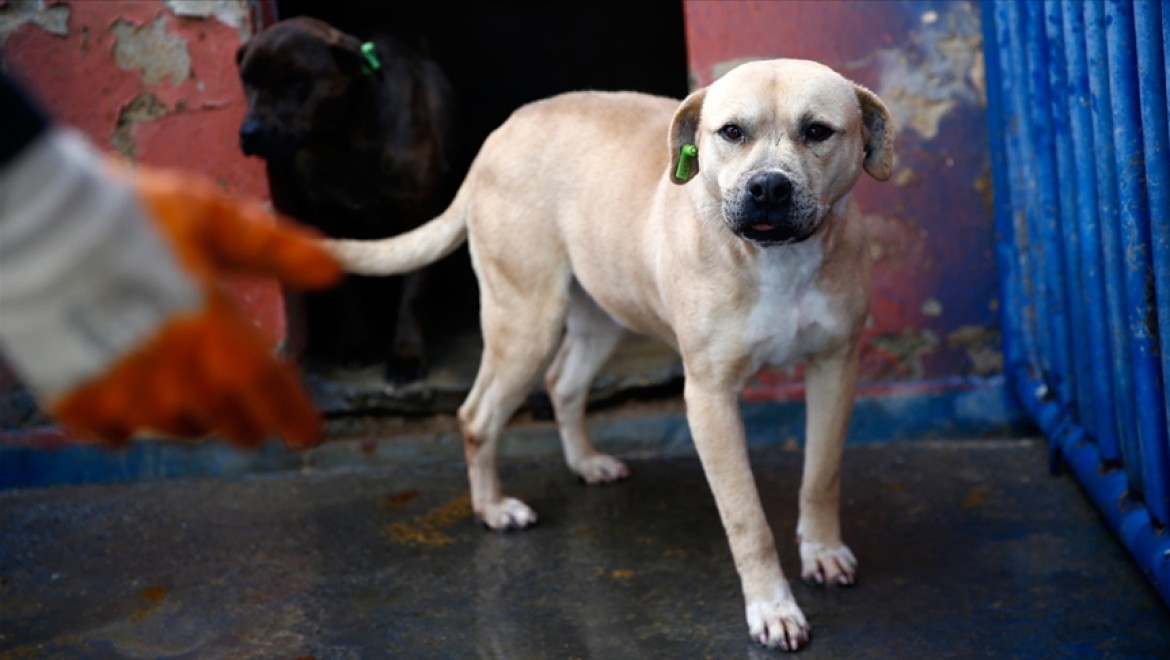 Tehlike arz eden 23 bin 406 köpek kayıt altına alındı