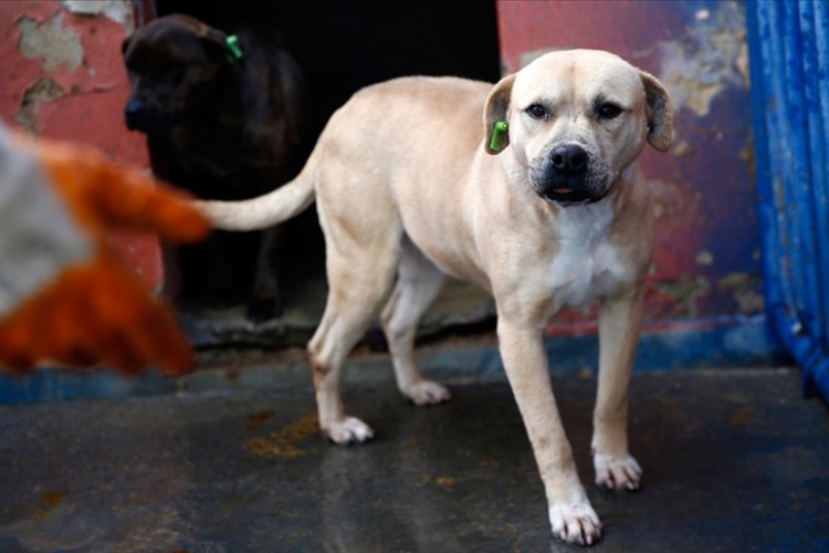 Tehlike arz eden 23 bin 406 köpek kayıt altına alındı