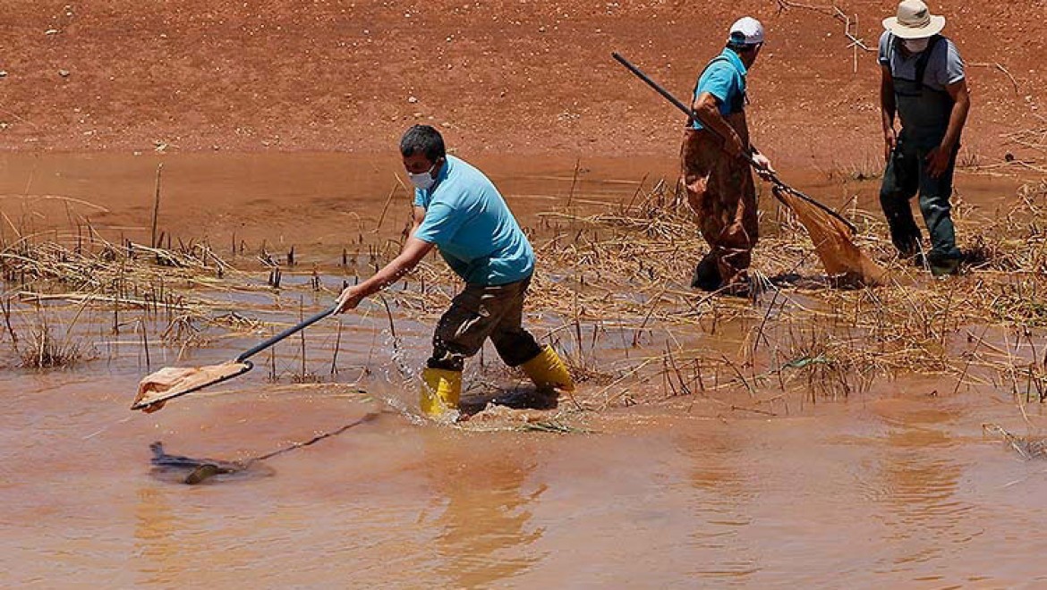 Şanlıurfa'da yetiştirilen 10 milyon balık yavrusu baraj göletlerindeki avcılığa katkı sunacak