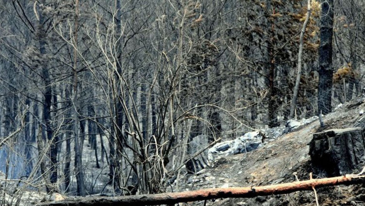 Türkiye'de 2009'dan bu yana 83 bin 557 futbol sahası büyüklüğünde orman yandı