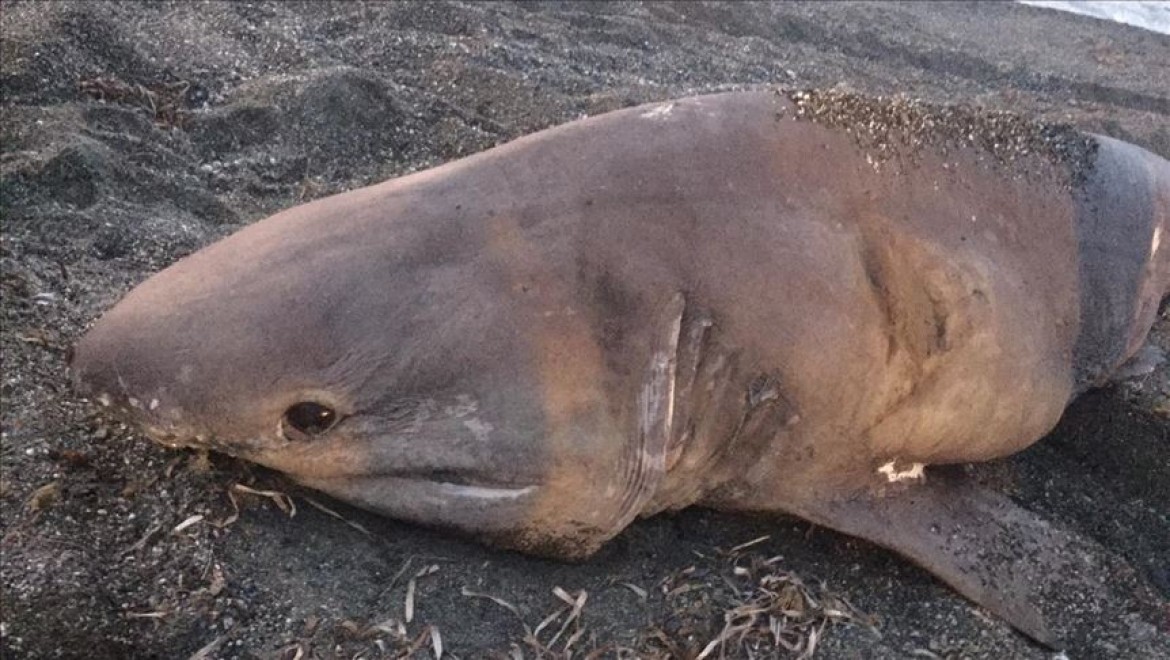 İzmir'de sahile köpek balığı vurdu