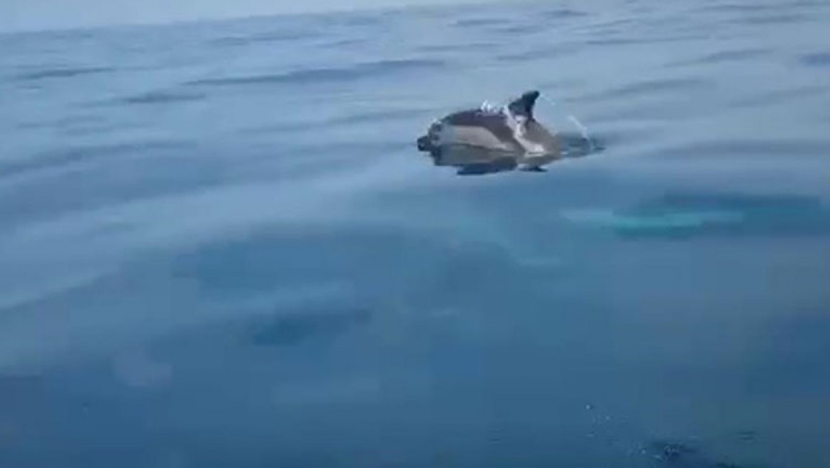 Karadeniz'de yunusların bota eşlik etmesi görüntülendi