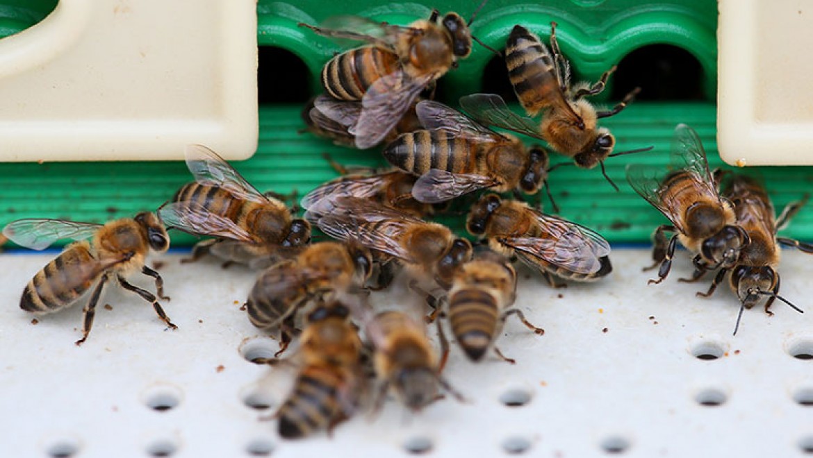 Kraliçe arı üretiminde başarıyı yakalayan kadın girişimci genç kızlara istihdam sağlayacak