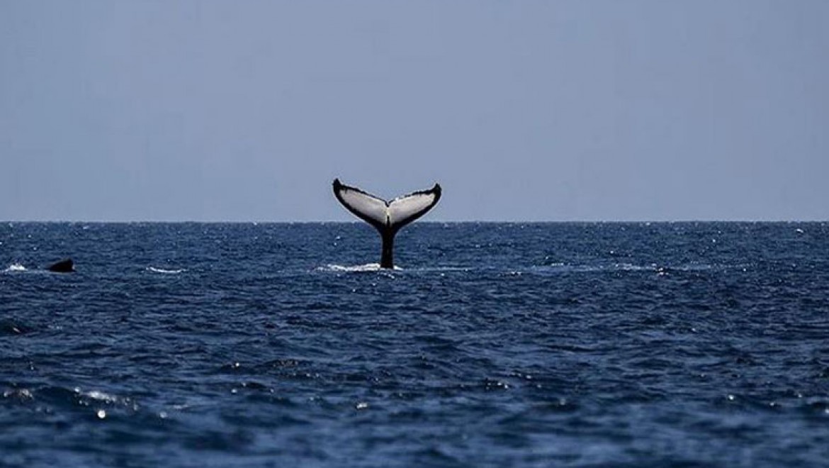 Avustralya'da sığ sularda mahsur kalan balina sayısı 470'e çıktı