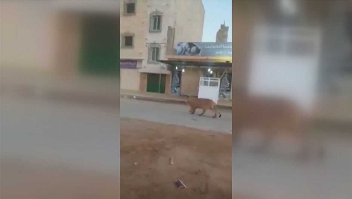 Libya'nın Bingazi şehrinde caddede başıboş gezen bir aslan görenleri şaşırttı