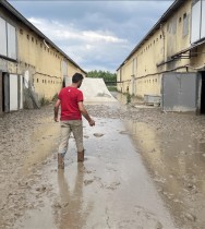 Düzce'deki tavuk çiftliği işletmesi 195 bin hayvanı selde kaybetti