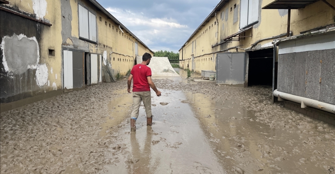 Düzce'deki tavuk çiftliği işletmesi 195 bin hayvanı selde kaybetti