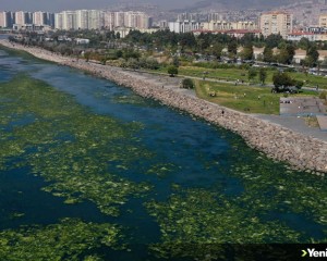 Kirlilikten beslenen deniz marulu, İzmir Körfezi'nde yayılıyor