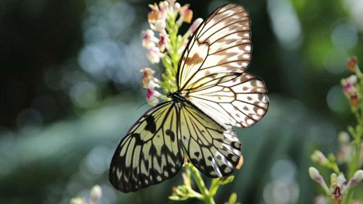 Konya Tropikal Kelebek Bahçesi temmuzda 117 bin 734 kişiyle ziyaretçi rekoru kırdı