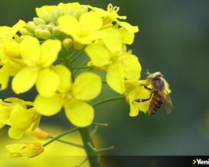 Dünyadaki bitkisel besinlerin dörtte üçü, polen taşıyan canlılar sayesinde elde ediliyor