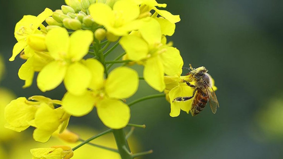 Dünyadaki bitkisel besinlerin dörtte üçü, polen taşıyan canlılar sayesinde elde ediliyor