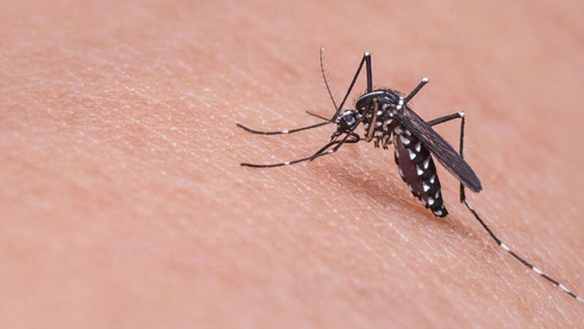 Japon araştırmacılar sivrisineğin koklama duyusuyla kanser dedektörü geliştirdi