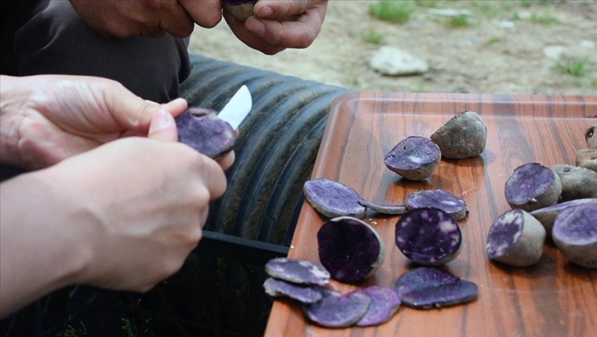 Bursa'daki tarihi meslek lisesi mor patates ihraç edecek