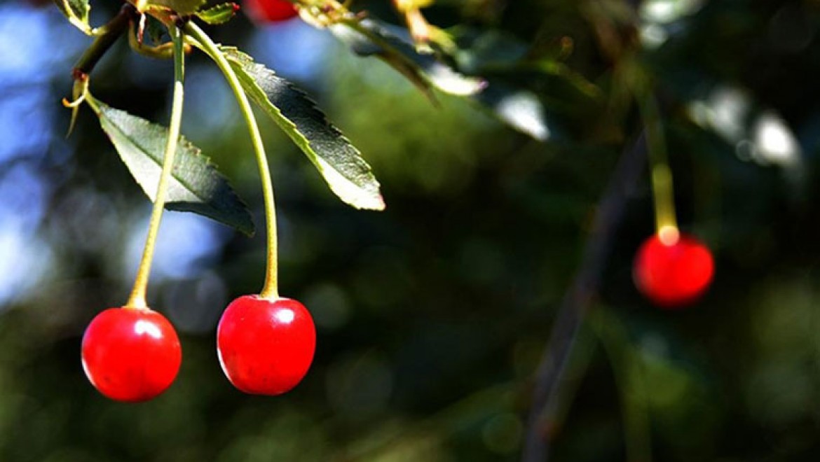 Farklı şehirlerde üretimi olumsuz etkileyen sıcak hava Sarıkamış'ta meyve ağaçlarına yaradı