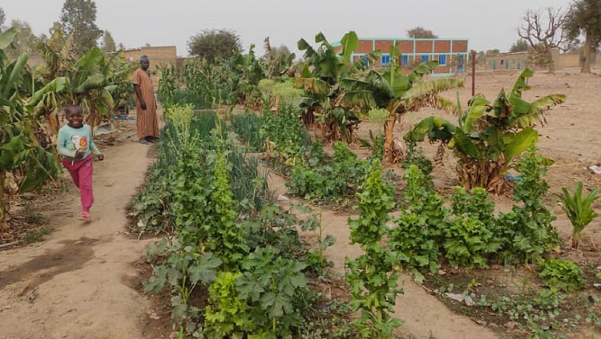 Afrika'daki Kurak Alanlar Yemyeşil Bahçe Oldu