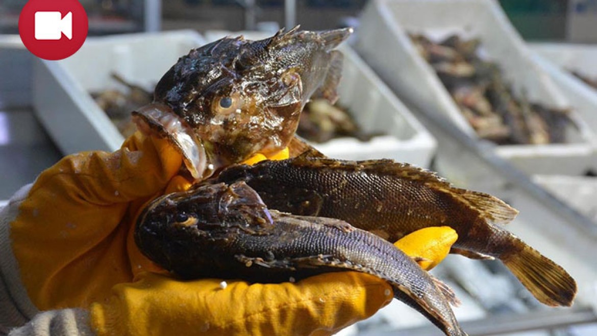 İskorpit Balığı Zehirli Dikenleri Ve Korkutucu Görüntüsüyle Tezgahlarda