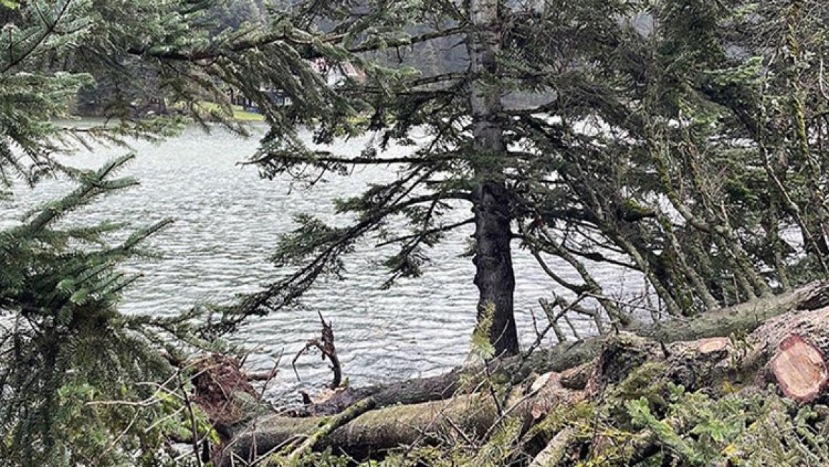 Kuvvetli rüzgar Gölcük Tabiat Parkı'nda ağaçları devirdi
