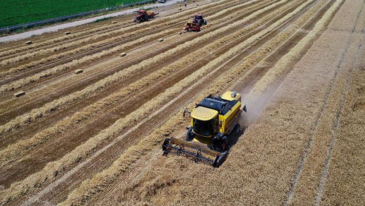 Adana'da buğday rekoltesi ve veriminde artış bekleniyor