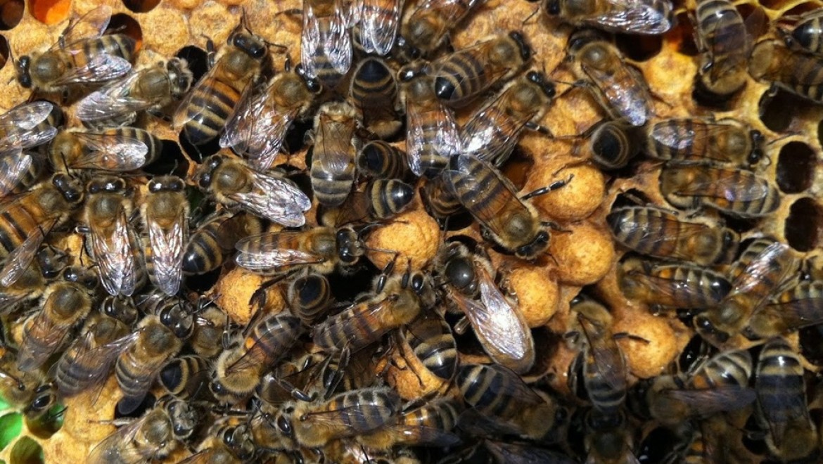 Arılara Geçiş üstünlüğü Getirildi