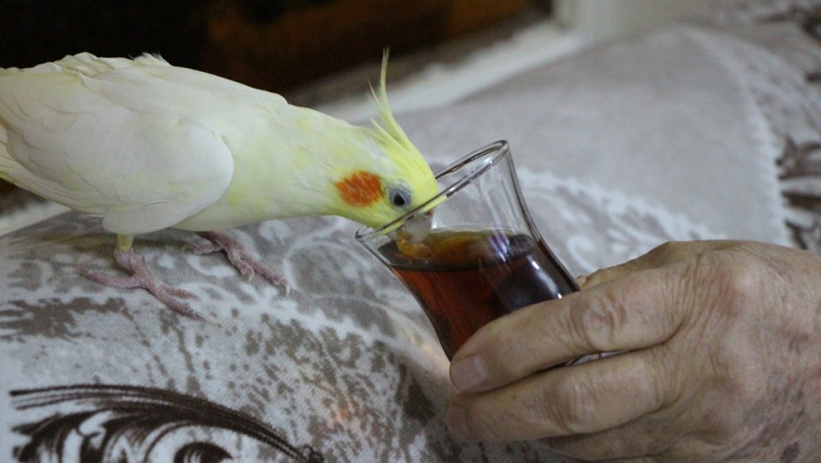 Çay Tiryakisi Papağan ‘Limon’