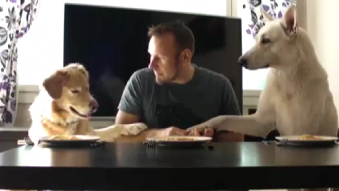 İki köpek ve bir adam spagetti yeme yarışına girerse !
