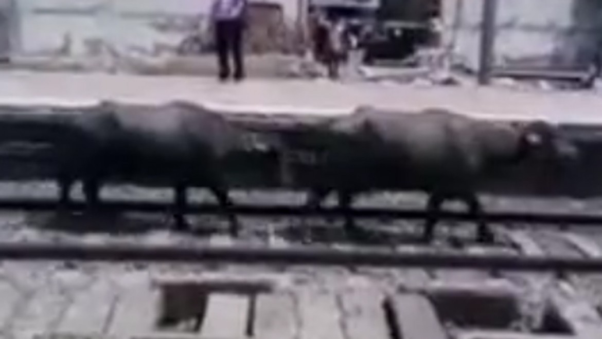 Tren raylara giren inekleri biçti!