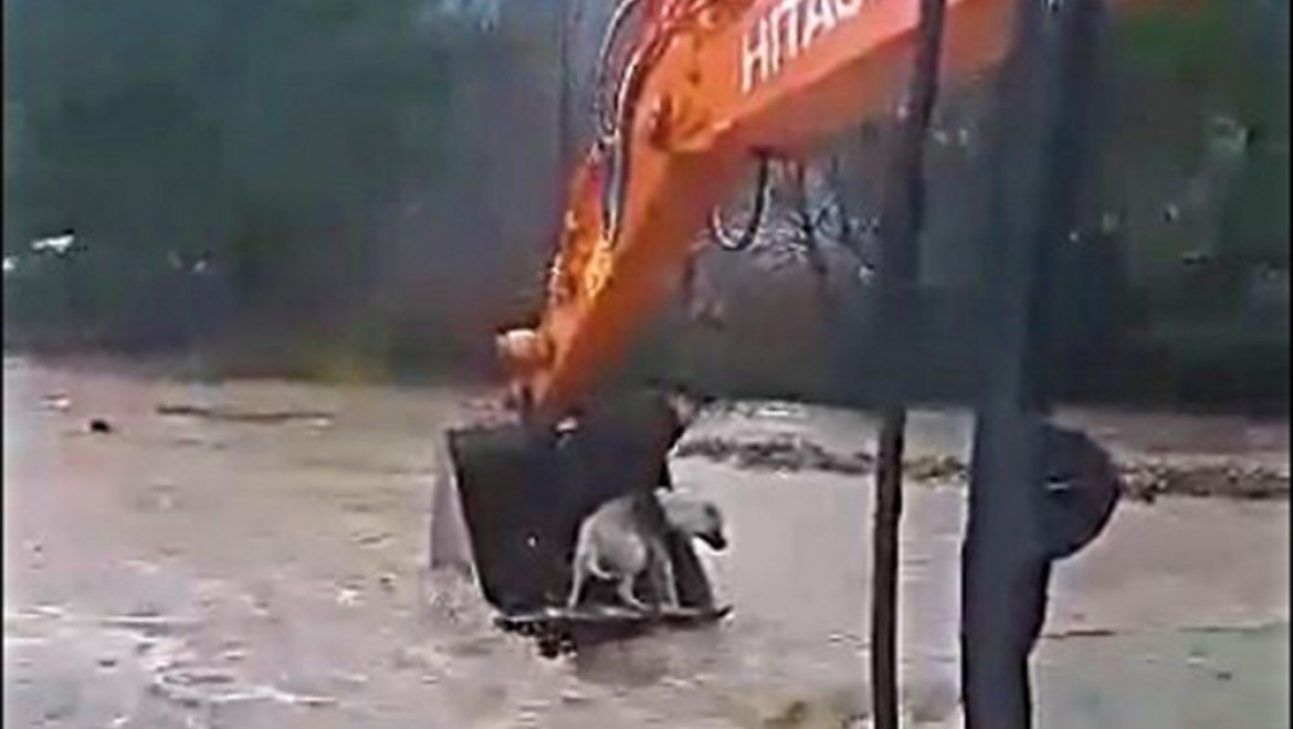 İzmir’de Bir Köpek Sel Sularından Kurtarıldı