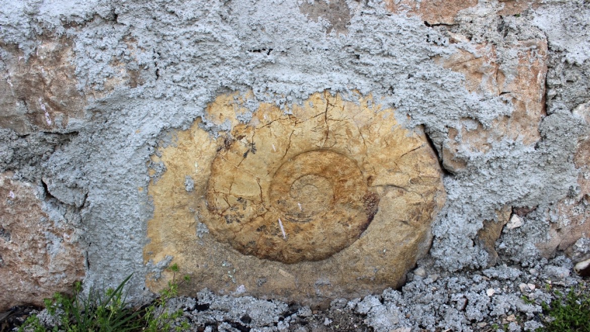 Salyangoz Sanılan Fosilin 200 Milyon Yıllık Ammonit Olduğu Ortaya çıktı