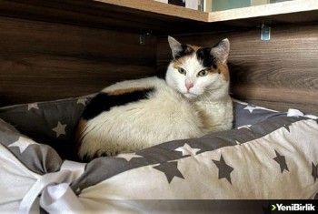 Sinop Hükümet Konağı'nın sevimli misafiri kedi "Pakize"